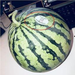 盘锦网红吃瓜,揭秘幕后故事与热门话题