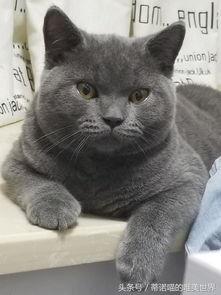 抖音网红宠物吃瓜日常,抖音网红宠物吃瓜日常大盘点