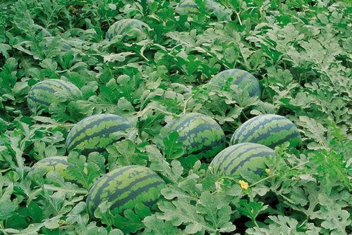 dy网红吃瓜群,揭秘娱乐圈幕后故事