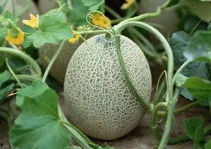 吃哈密瓜的新疆网红叫什么