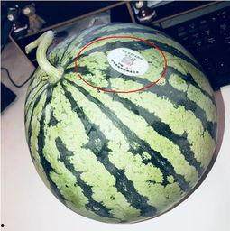 内蒙古网红吃瓜