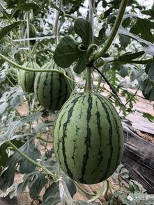 云南怒江吃瓜网红是谁啊