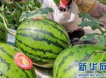 千万网红吃瓜最近消息,揭秘娱乐圈最新热点事件