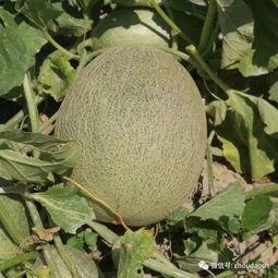 一元吃网红瓜,揭秘网络红人的幕后故事