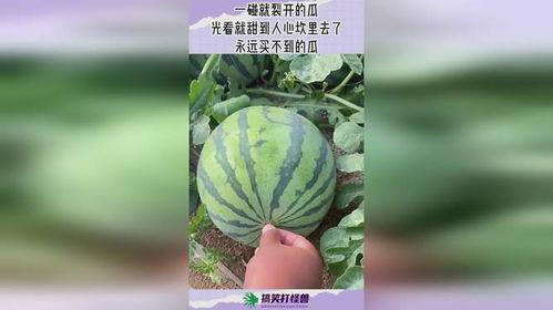 吃瓜网进不去了