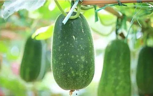 吃瓜网去哪好,揭秘热门话题，带你畅游信息海洋