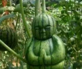 四川网红吃瓜事件真相