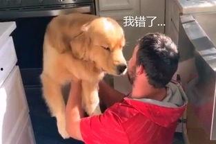 网红狗哥爆料吃瓜事件,揭秘娱乐圈吃瓜大事件！