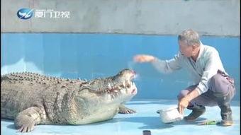 网红吃瓜鳄鱼是真的吗