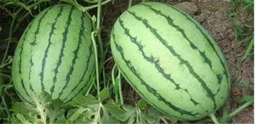 沭阳网红吃瓜事件真相,揭秘背后真相与反思