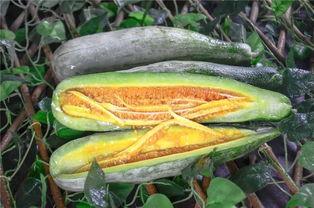 网红肖喆吃瓜,揭秘娱乐圈吃瓜背后的真相